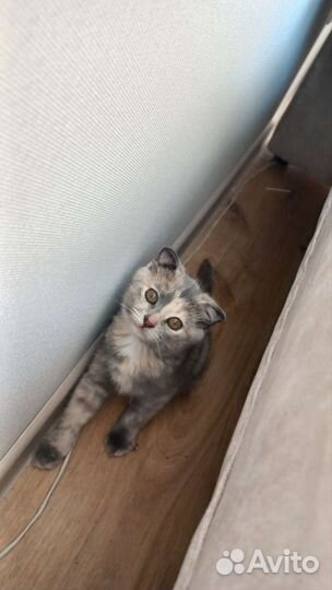 Вислоухая кошка бесплатно