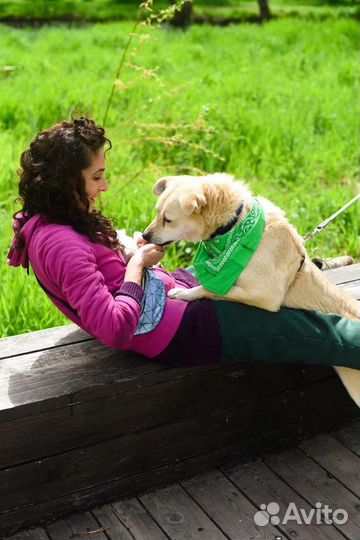 Собака в добрые руки