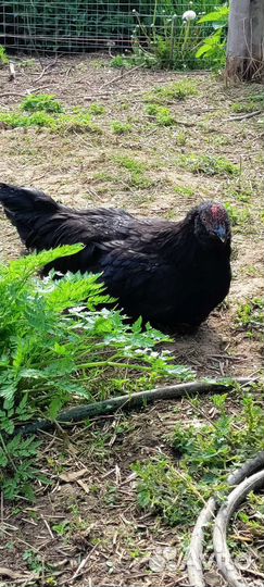 Молодые петухи