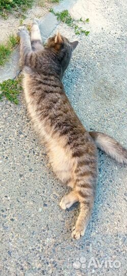 Красивая кошечка ищет дом