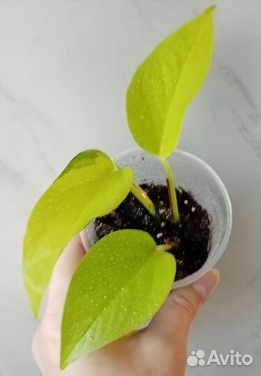 Сциндапсусы