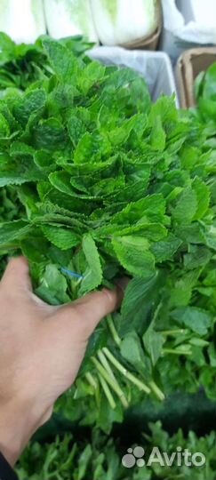 Свежая зелень в ассортименте