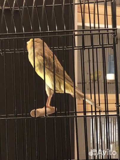 Канарейки (yorkshire)