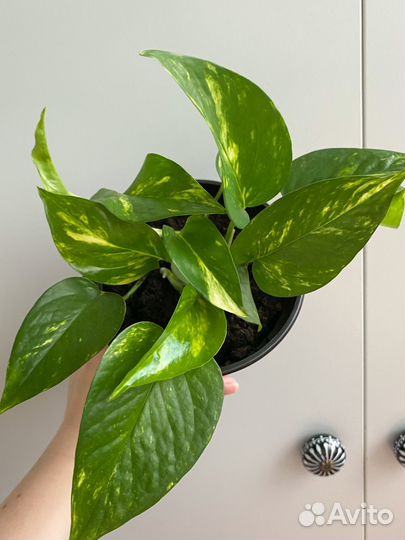 Сциндапсус золотистый