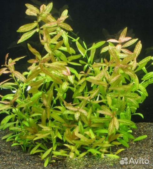 Аквариумные растения