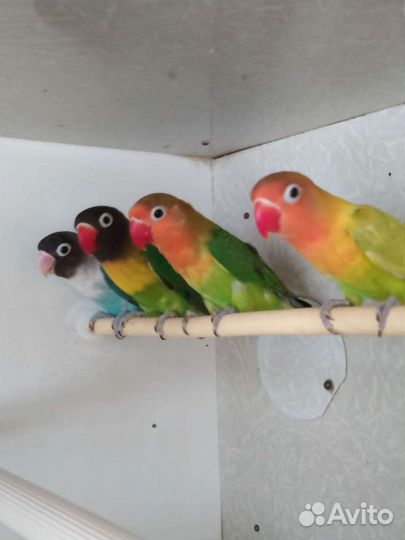 Неразлучники