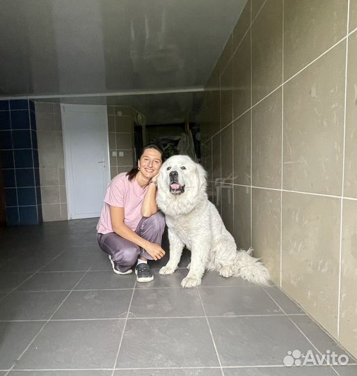 Специалист по поведению для собак-компаньонов