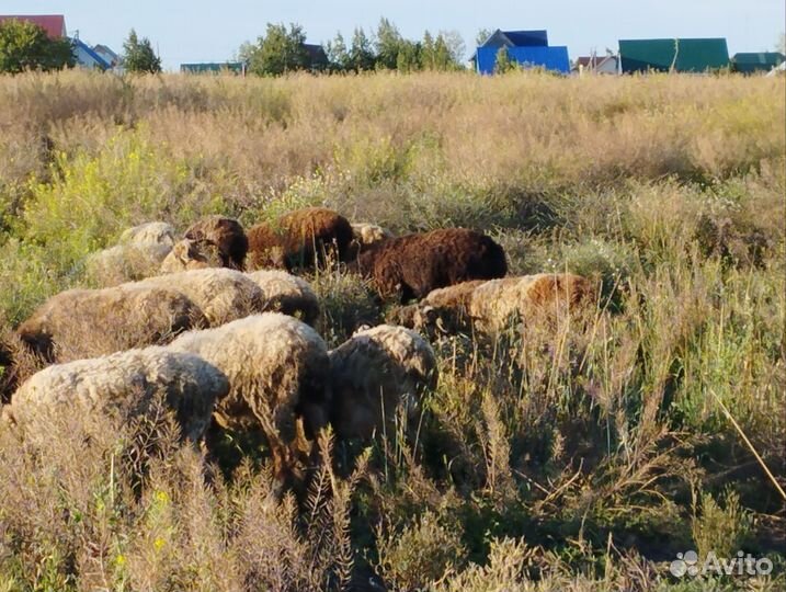 Продам овец