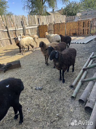 Овцы бараны