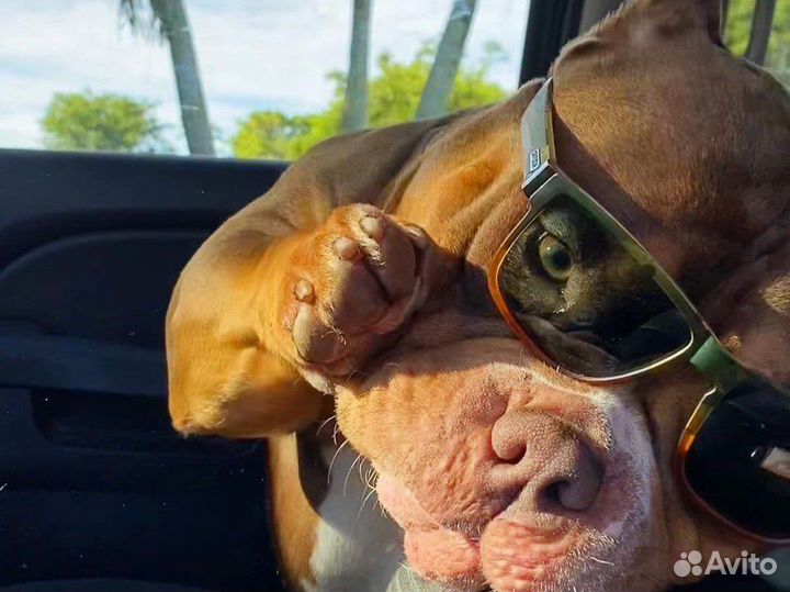 Американский булли вязка