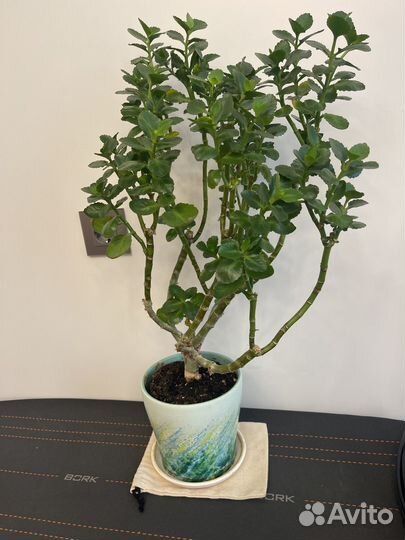 Каланхоэ перистое в горшке 68 см