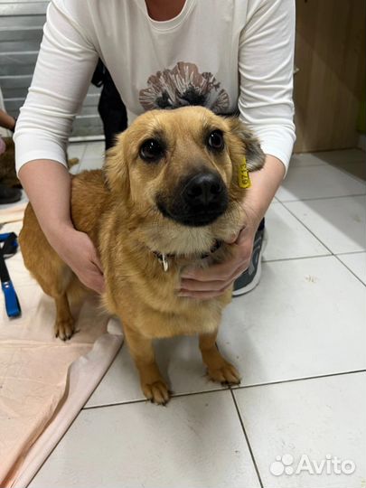 Собака в добрые руки