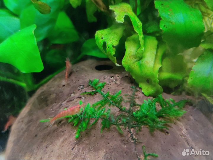 Креветки Вишенки.Улитки Хелены