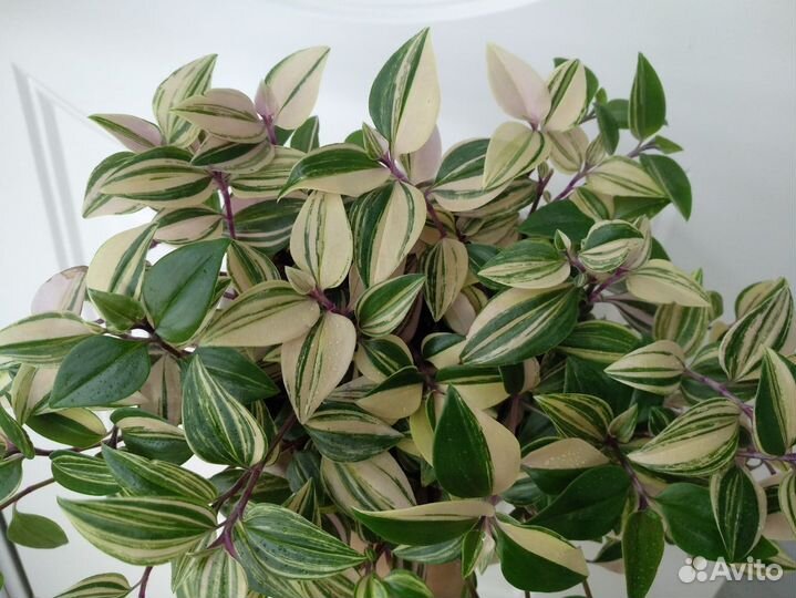 Аглаонема, Традесканция, Фикус