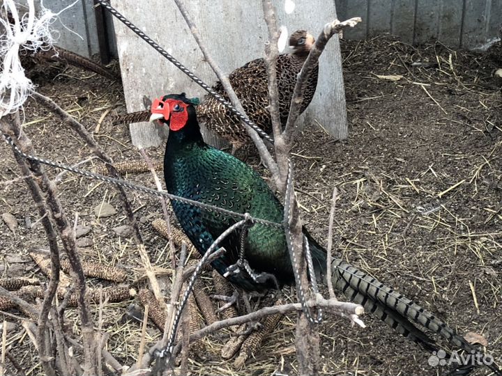 Яйцо инкубационное фазана