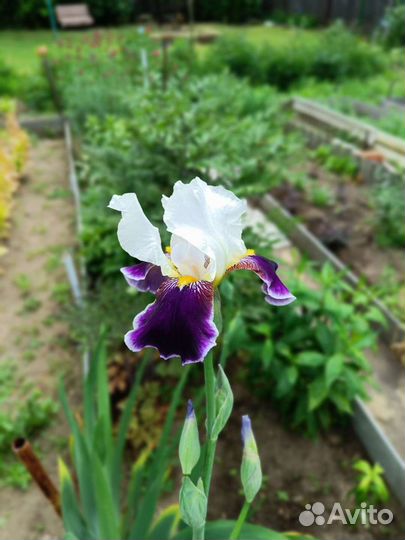 Ирис