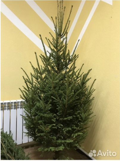 Живая ель /сосна