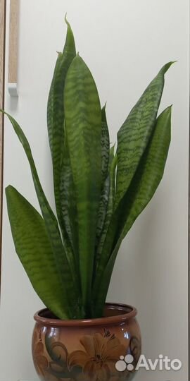 Сансевиерия