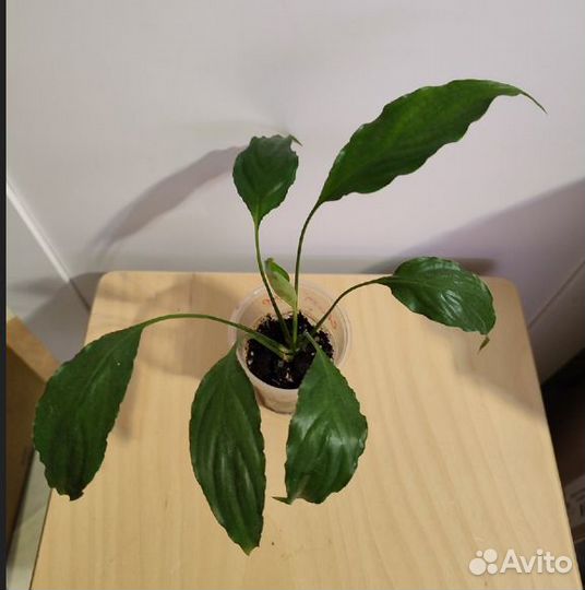 Спатифиллум, растения для дома женское счастье