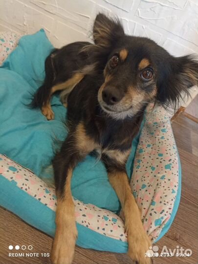 Русский той-терьер в добрые руки