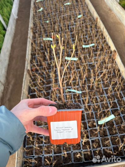 Сирень надежда