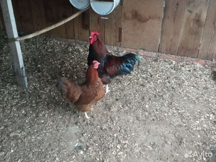 Куры несушки