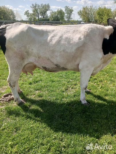 Продаю коров и телочку