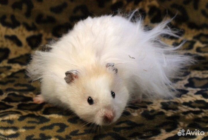 Хомяк Сирийский белый