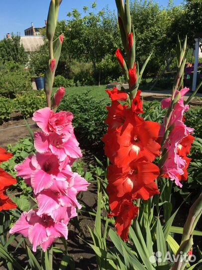 Цветы гладиолусы