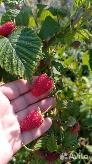 Малина сорт карамелька