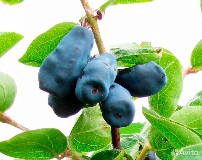 Жимолость сьедобная Нимфа,Синяя Птица,Трое друзей