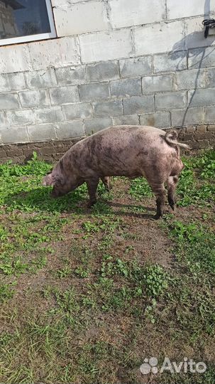 Хряк ландрас вязка