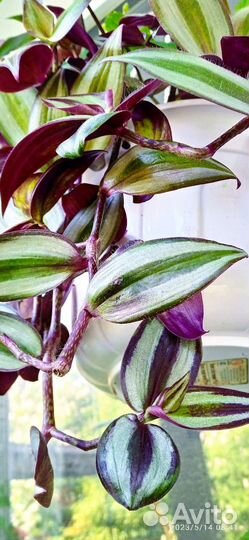 Комнатные Цветы 2