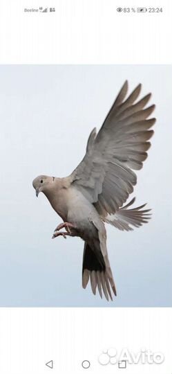 Египетские смеющиеся горлицы