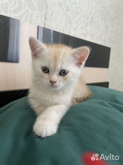 Кошки породистые бесплатно