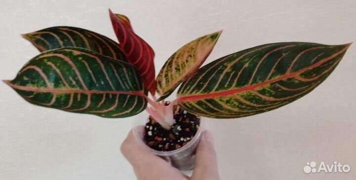 Растения для дома и офиса