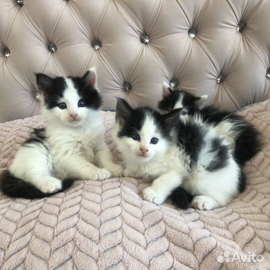 Котята мейн кун
