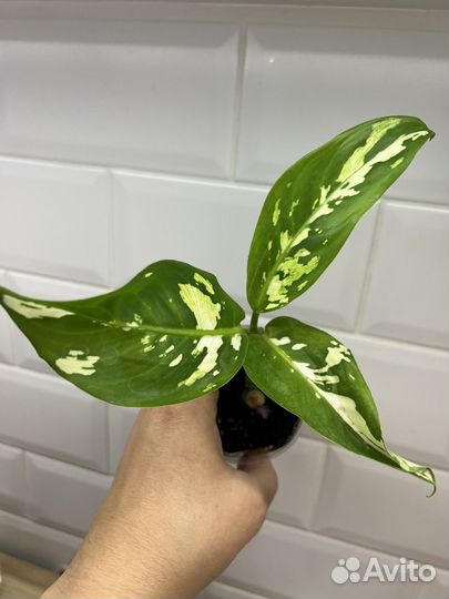 Диффенбахия aurora Аврора
