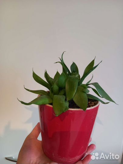 Сансевиерия