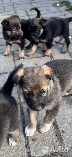 Отдам в добрые руки щенков
