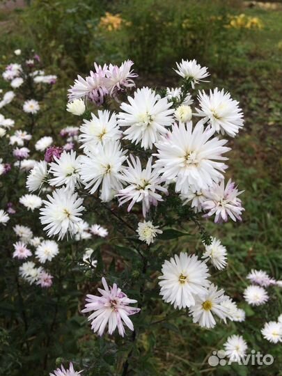 Астры осенние многолетние