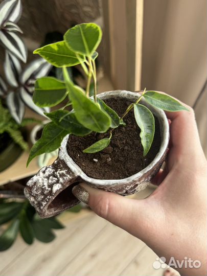 Фикус Анастасия