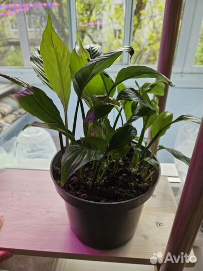 Спатифилум