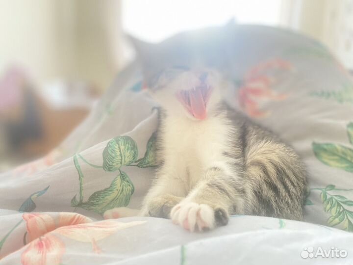 Кошка в дар