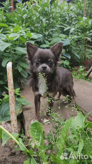 Щенки чихуахуа девочки