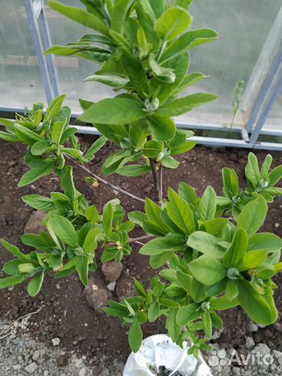 Продам Саженцы Мушмулы Германской листопадная