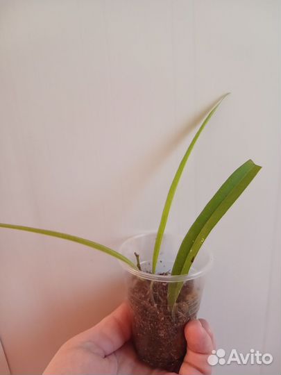 Сортовые фикусы