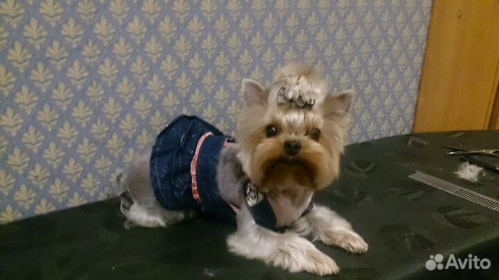 Стрижка собак Йорков, Йоркширских терьеров