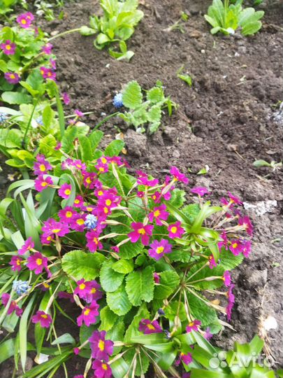 Примула красная, сиреневая флоксы разные