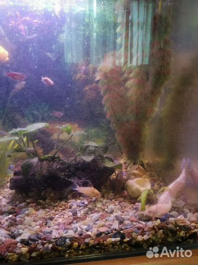 Аквариум